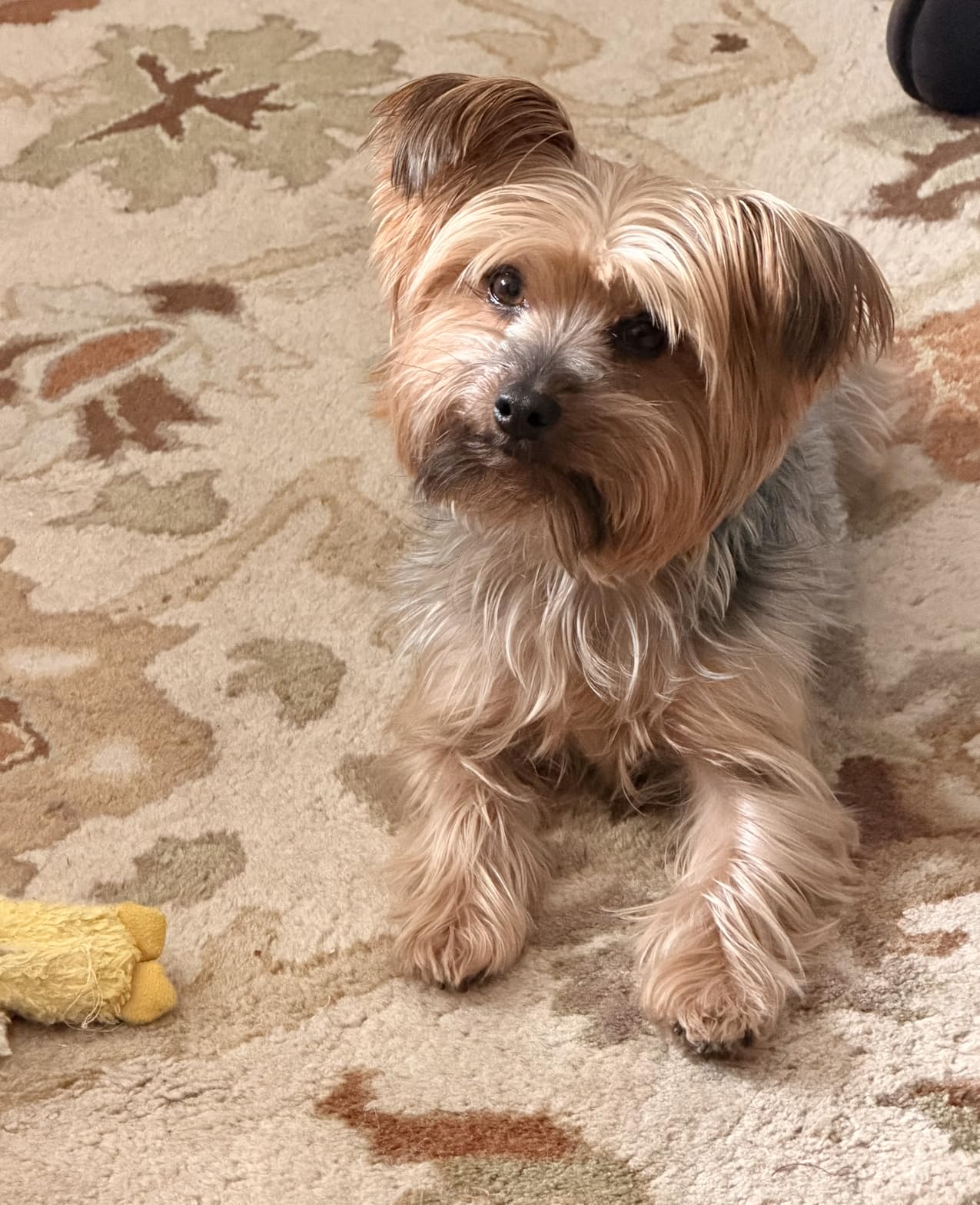Stella & Chewy's Freeze-Dried Raw Chicken Meal Mixers- Dog Food Topper and Mixer - Made with 95% Cage-Free Chicken, Organs & Bone - Perfect for Picky Eaters - Grain-Free - 3.5oz customer photo 1