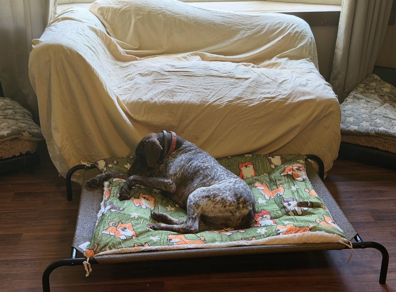Gale Pacific Coolaroo The Original Cooling Elevated Dog Bed, Indoor and Outdoor, Large, Brunswick Green, 51.00