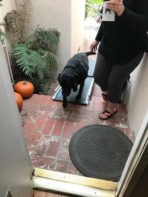 Solvit 62337 Deluxe Telescoping Pet Ramp, Standard (62305) customer photo 1