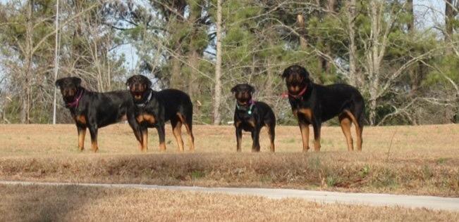 Diamond Naturals Large Breed Adult Dry Dog Food, Chicken & Rice, 40lb customer photo 2