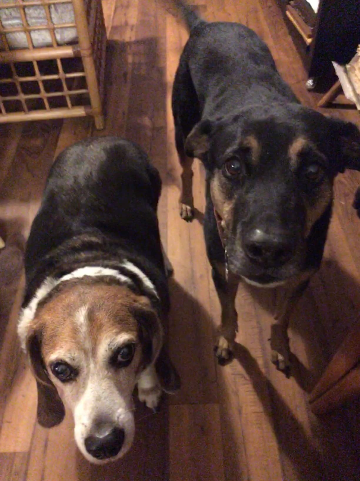 PetSafe Happy Ride Folding Dog Ramp customer photo 1