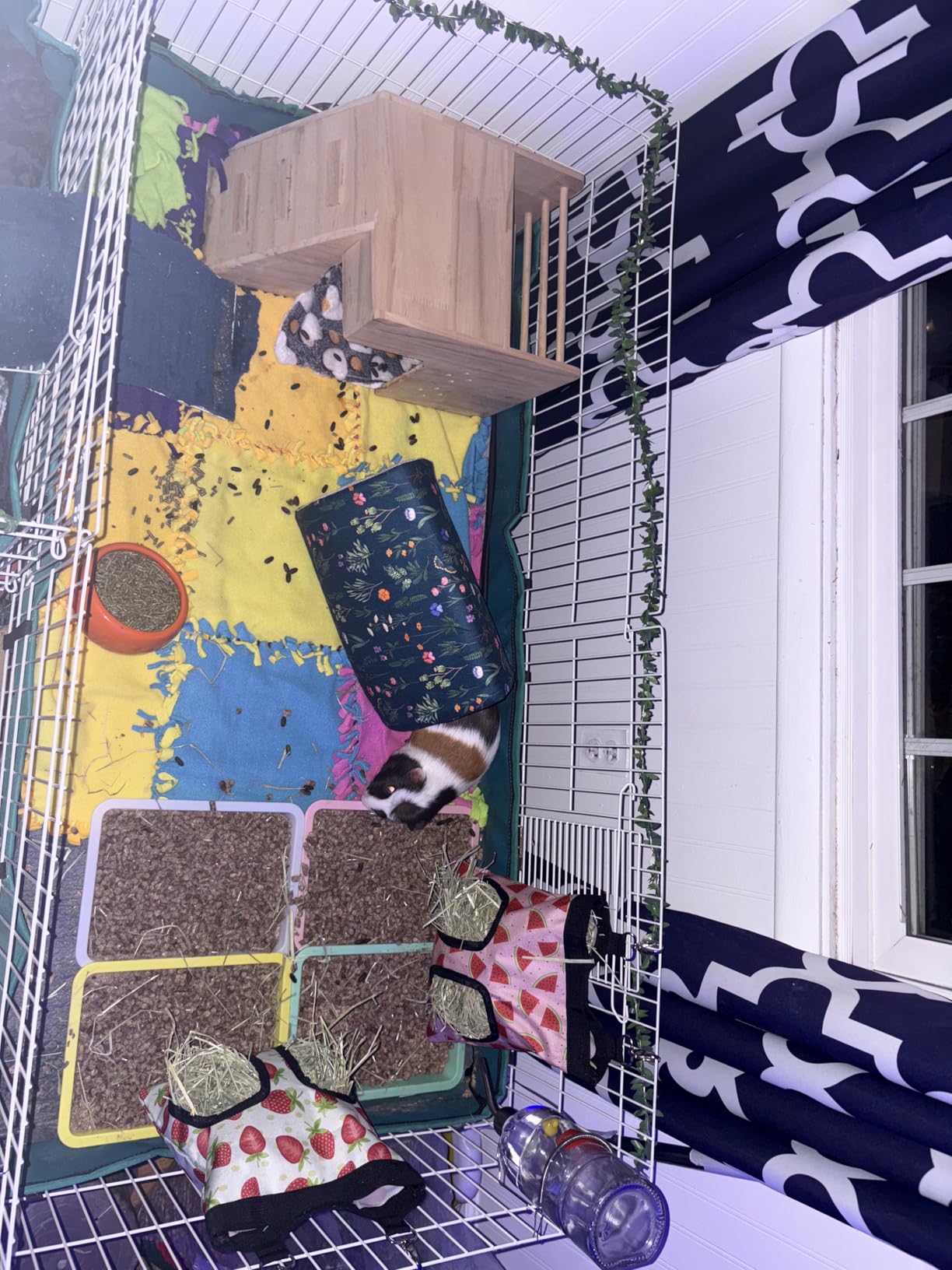 MidWest Homes for Pets Guinea Habitat Cage, Washable PVC Canvas Bottom, Secure Sides, Tool-Free Setup, Expandable Small Animal Cage for Guinea Pigs, 171GH customer photo 2