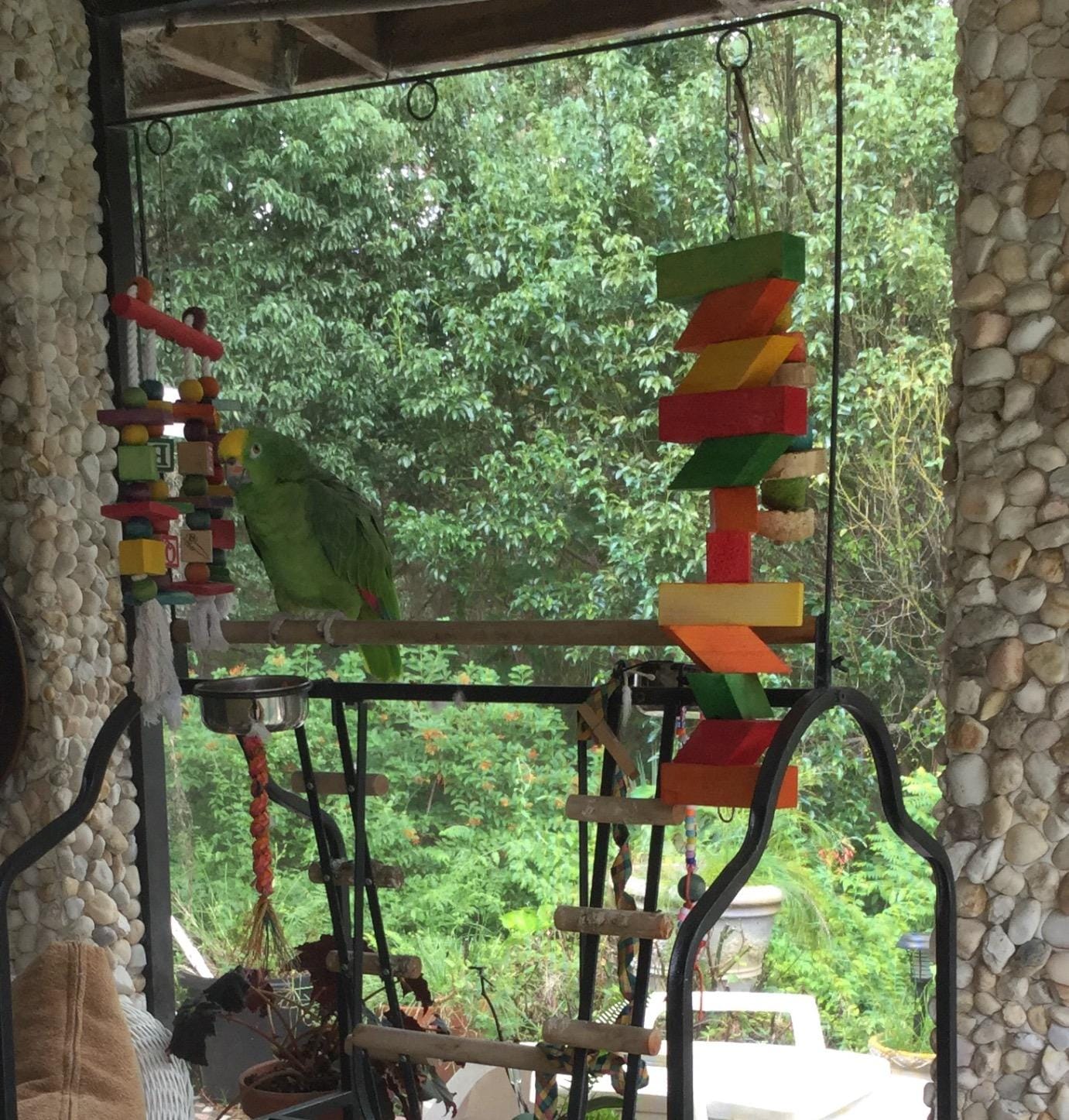 Prevue Pet Products Parrot Play Stand with Wheels - Black customer photo 2
