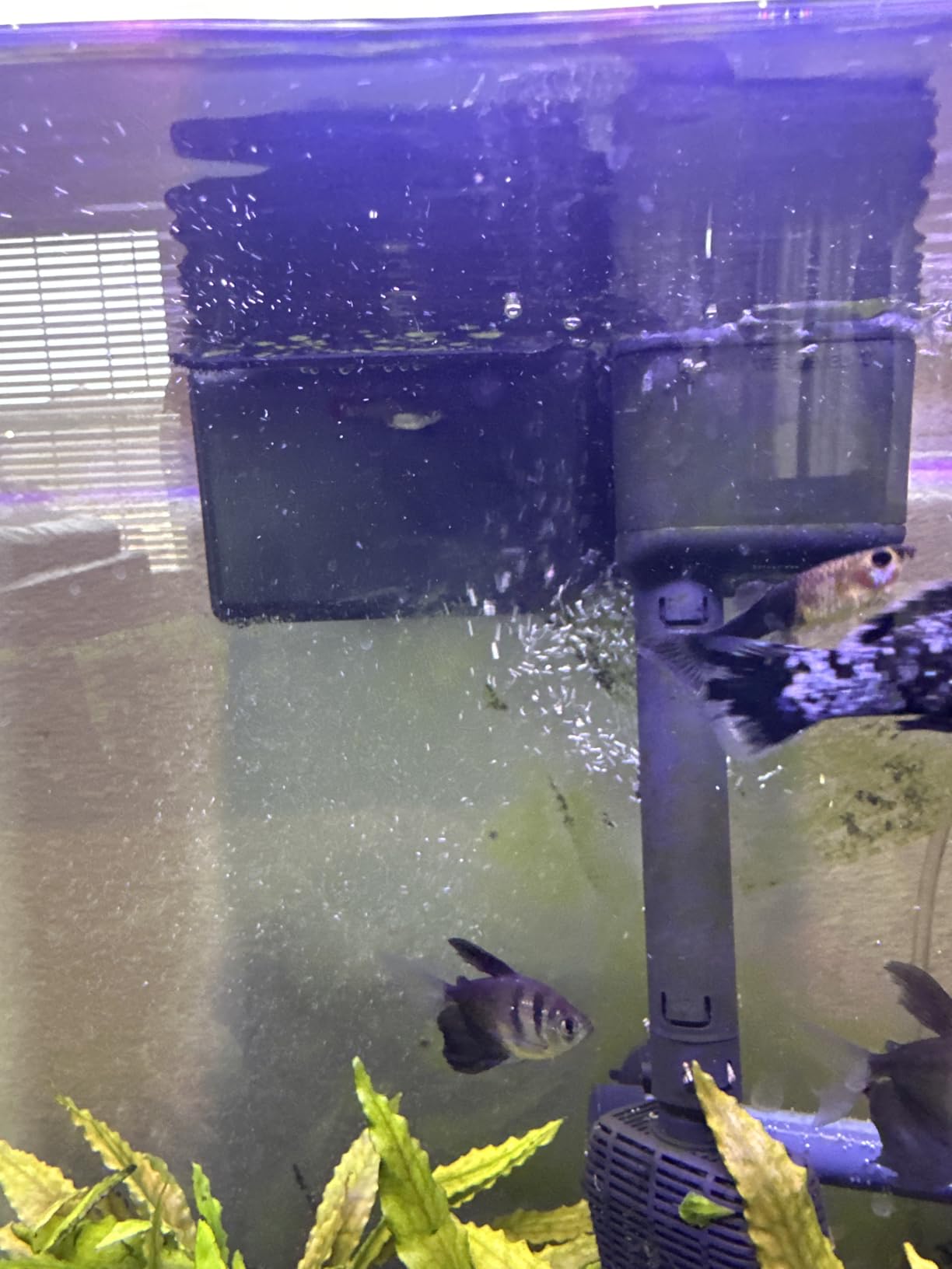 Aqua-Tech Ultra Quiet Power Filter For Aquariums, 30-60 Gallon customer photo 2