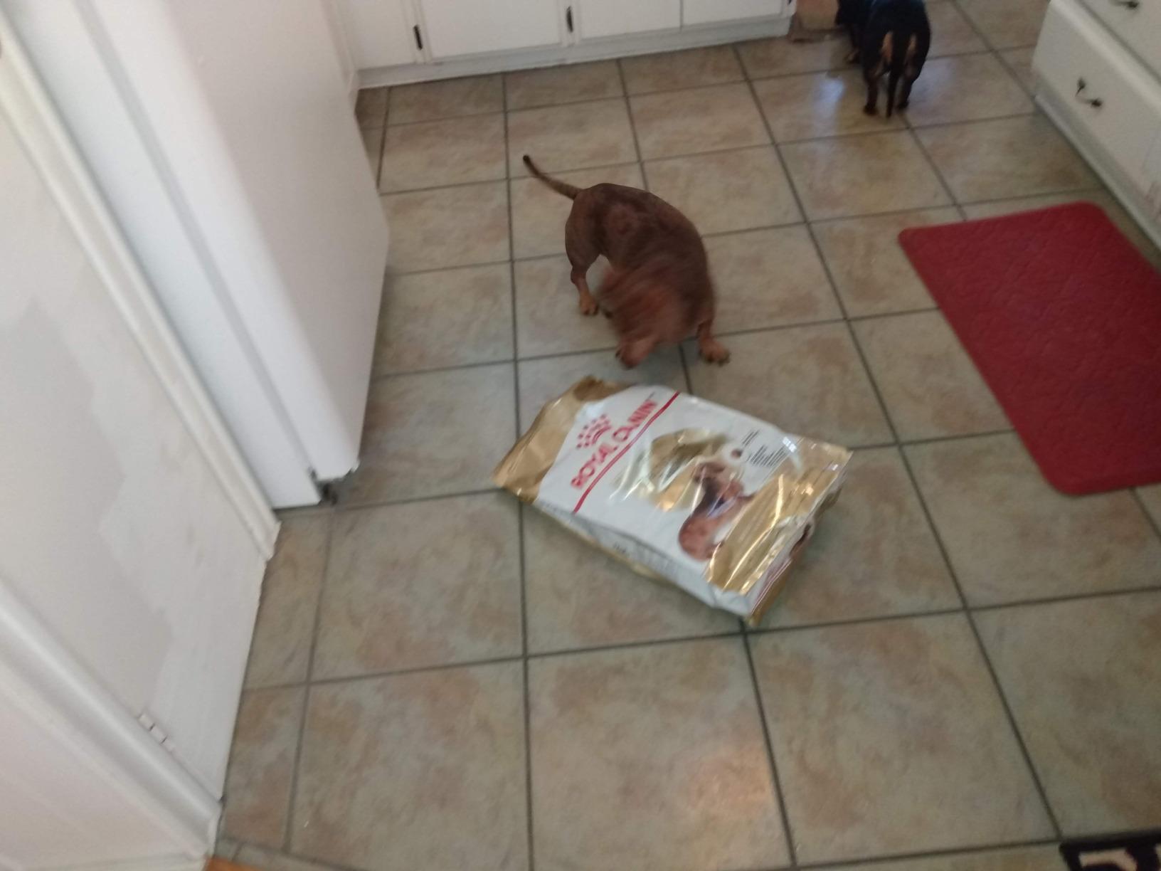 ROYAL CANIN Dachshund Adult Dry Dog Food, 10 lb Bag customer photo 1