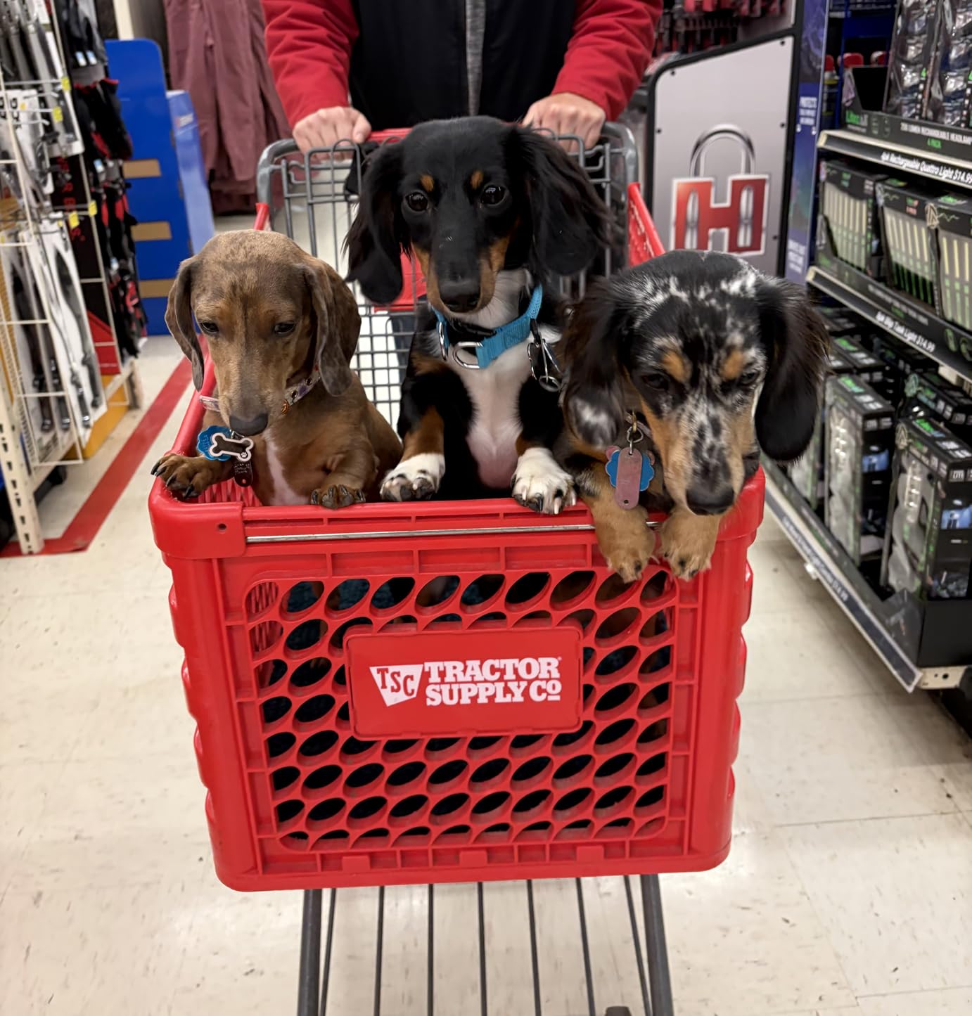 ROYAL CANIN Dachshund Adult Dry Dog Food, 10 lb Bag customer photo 2