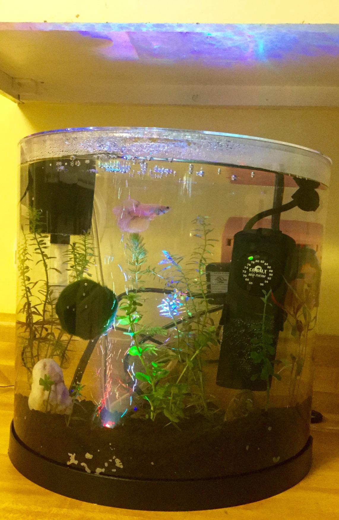 Tetra ColorFusion Starter 3 Gallon Fish Tank Kit for Small Freshwater Fish customer photo 1