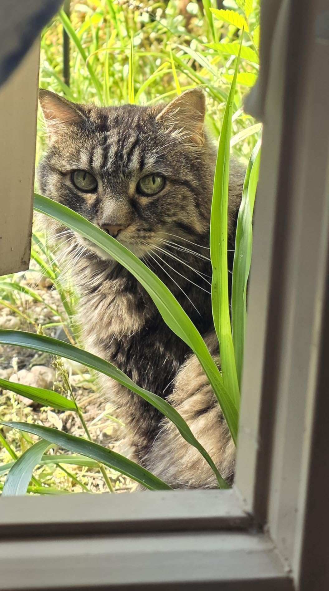 Hill's Science Diet Senior 11+ Dry Cat Food customer photo 1