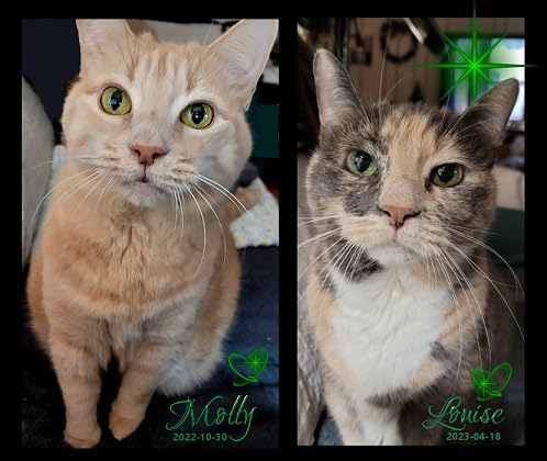 Hill's Science Diet Senior 11+ Dry Cat Food customer photo 2