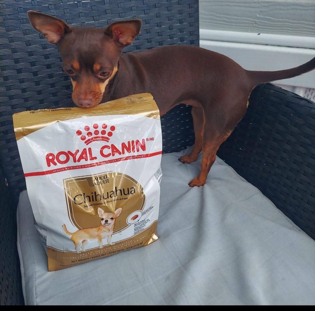 ROYAL CANIN Chihuahua Adult Dry Dog Food, 2.5 lb. Bag customer photo 1