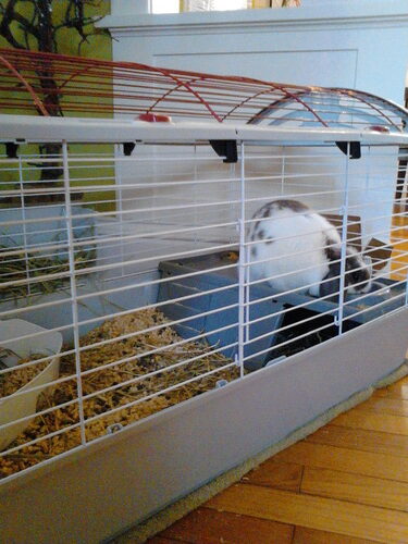 Living World - Deluxe Hybrid Habitat, X-Large customer photo 1