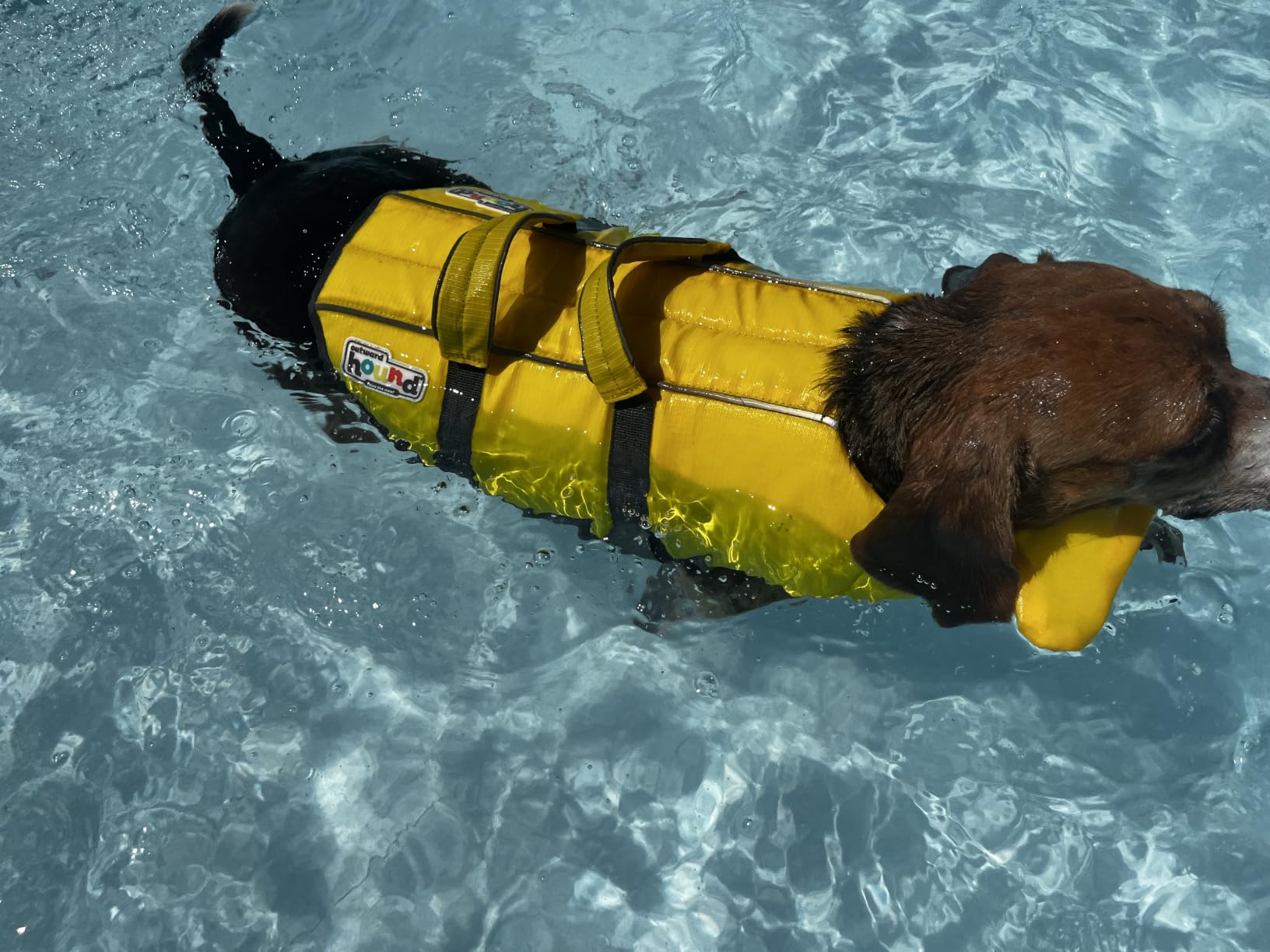 Outward Hound Granby Splash Dog Life Jacket, Life Vest, Orange, Large customer photo 1