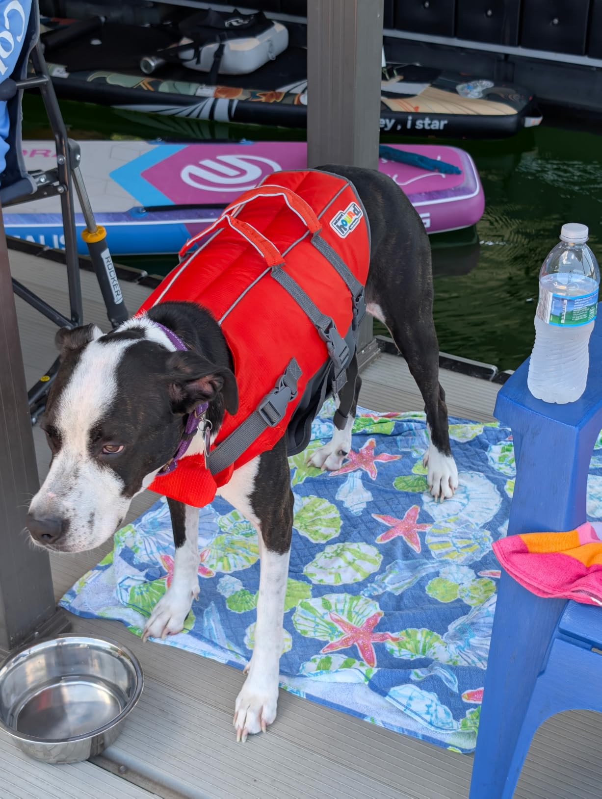 Outward Hound Granby Splash Dog Life Jacket, Life Vest, Orange, Large customer photo 2