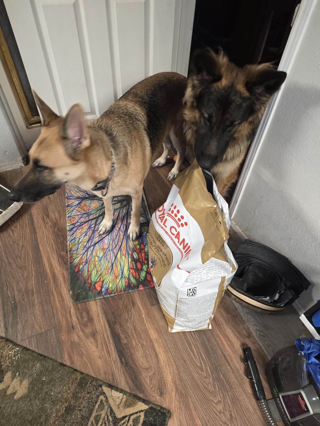 ROYAL CANIN German Shepherd Adult Dry Dog Food, 30 lb Bag customer photo 2