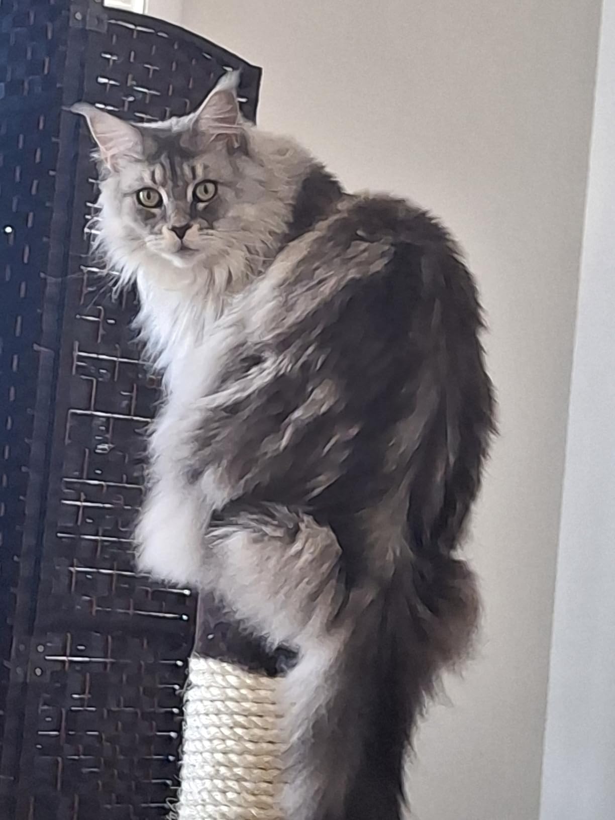 MidWest Homes for Pets Feline Nuvo Grand Forte Scratching Post, 41 Inches Tall, Heavy-Duty Sisal Post with Wide Base, Thick Brown Faux Fur, for Large and Multi-Cat Households customer photo 2