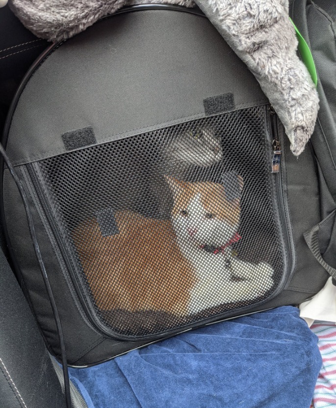 One for Pets Portable 2-in-1 Double Pet Kennel/Shelter, Fabric, Black 20