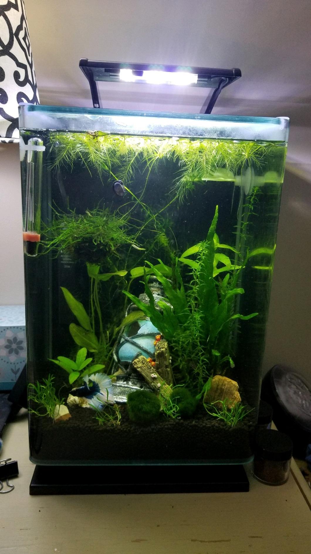 Marineland Portrait Glass LED Aquarium Kit, 5 Gallons, Hidden Filtration,Black customer photo 2
