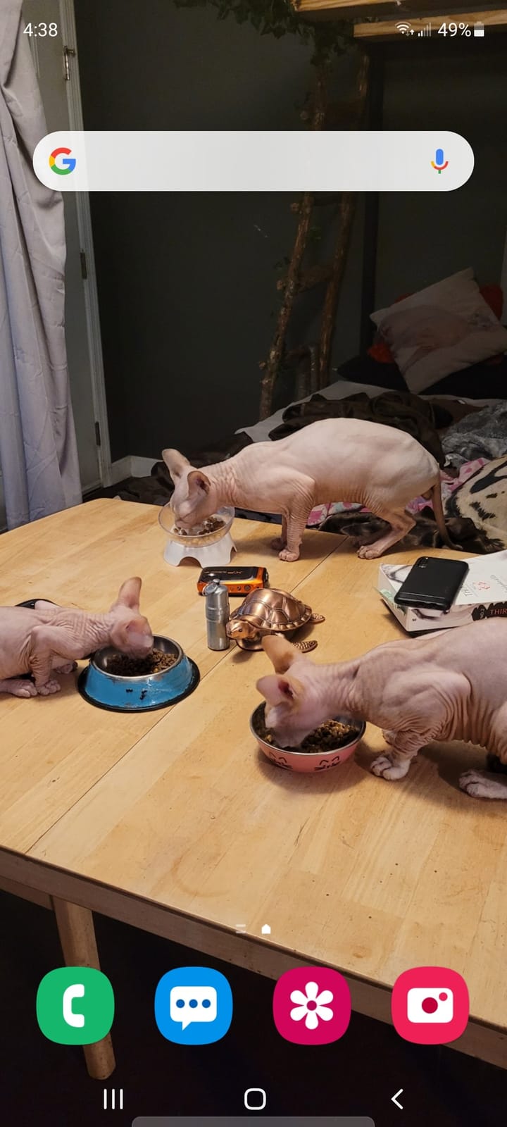 Purina Cat Chow Gentle Sensitive Stomach & Skin Dry Cat Food, 13 lb Bag customer photo 1