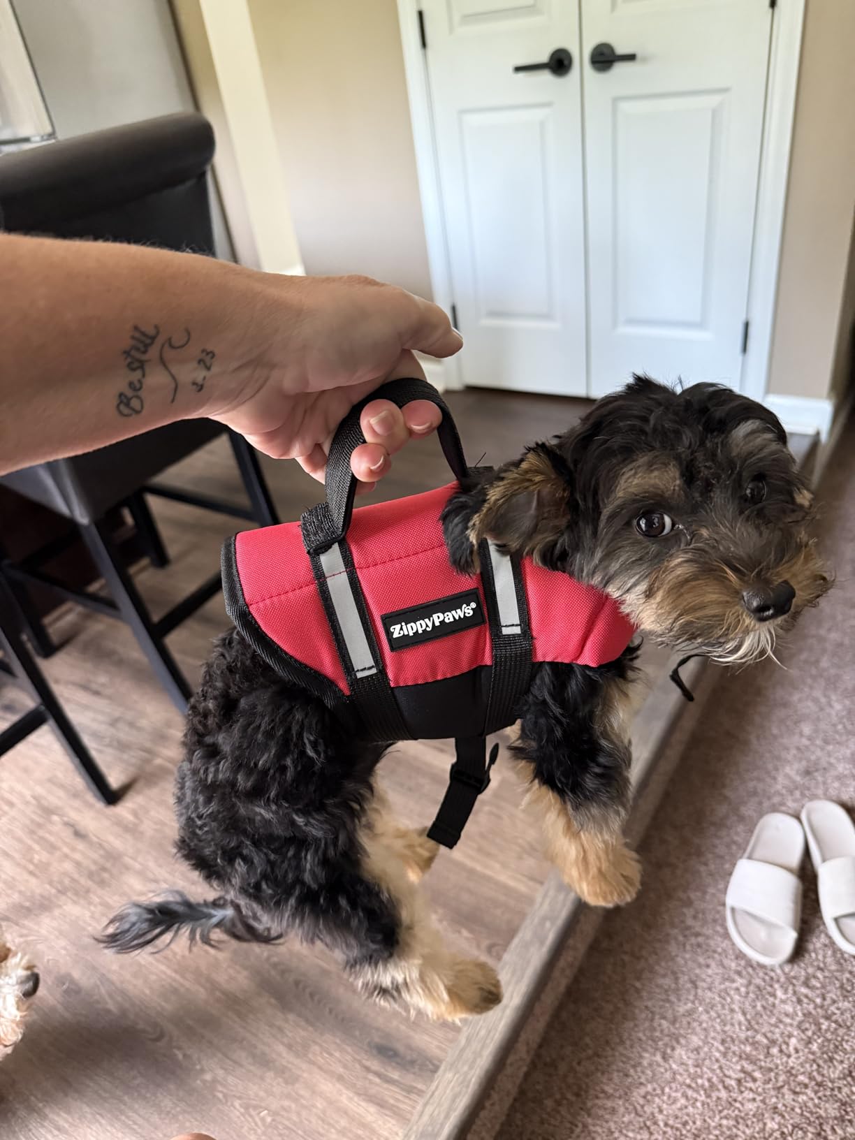 ZippyPaws Adventure Dog Life Jacket - Dog Life Vest for Swimming & Boating customer photo 2