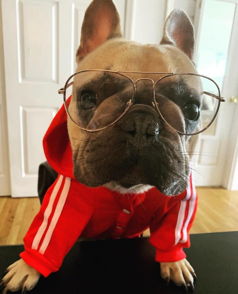Royal Canin Size Health Nutrition Medium Adult Dry Dog Food, 17 lb Bag customer photo 2