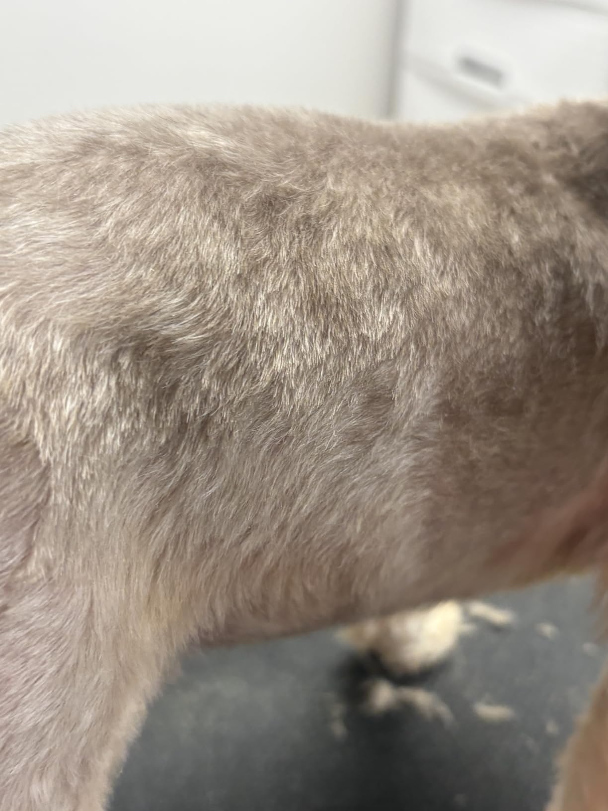 Wahl Professional Animal Bravura Lithium Ion Clipper, 41870-0438, Turquoise customer photo 1