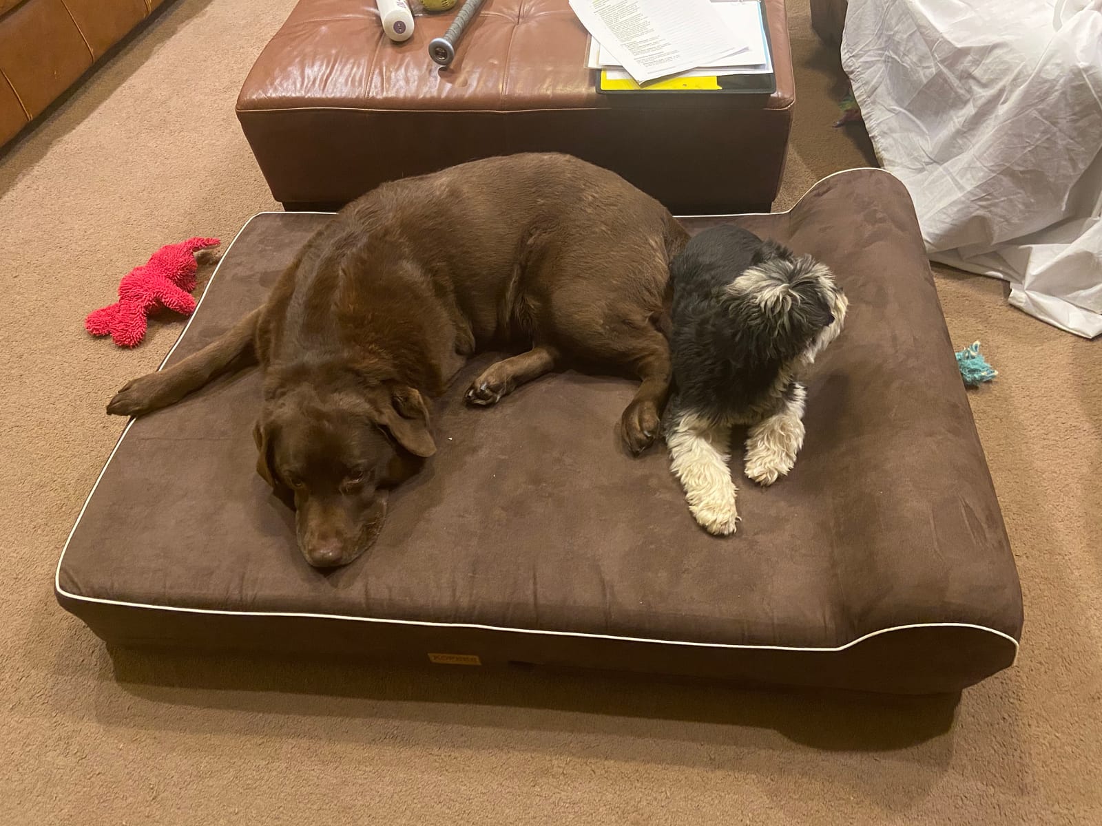KOPEKS Orthopedic Memory Foam Dog Bed 7