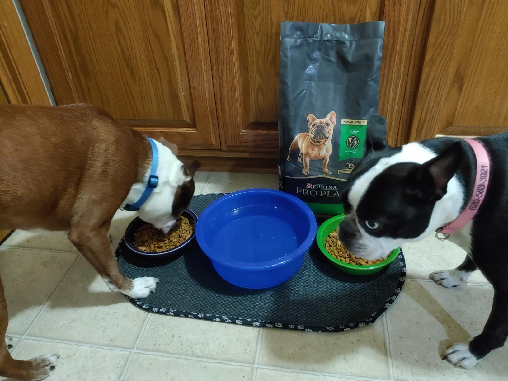 Purina Pro Plan Small Breed Dry Dog Food, Shredded Blend Chicken, 34 lb Bag customer photo 2