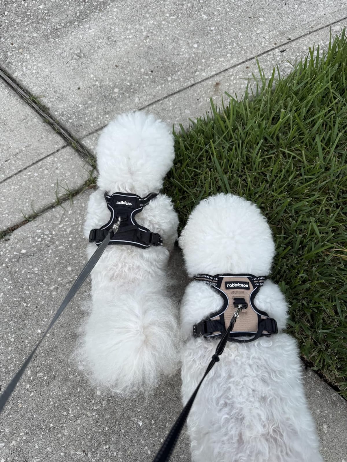 rabbitgoo Dog Harness, No Pull for Large Dogs with 2 Leash Clips, Pet Vest customer photo 2