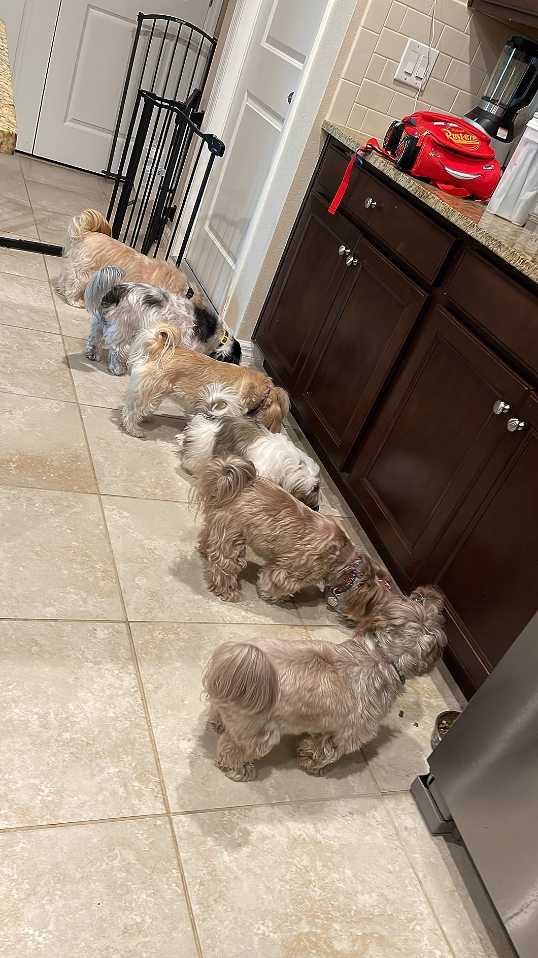 Mini Breed Adult Grain Free Pumpkin Chicken & Pomegranate Dry Dog Food by Farmina customer photo 1