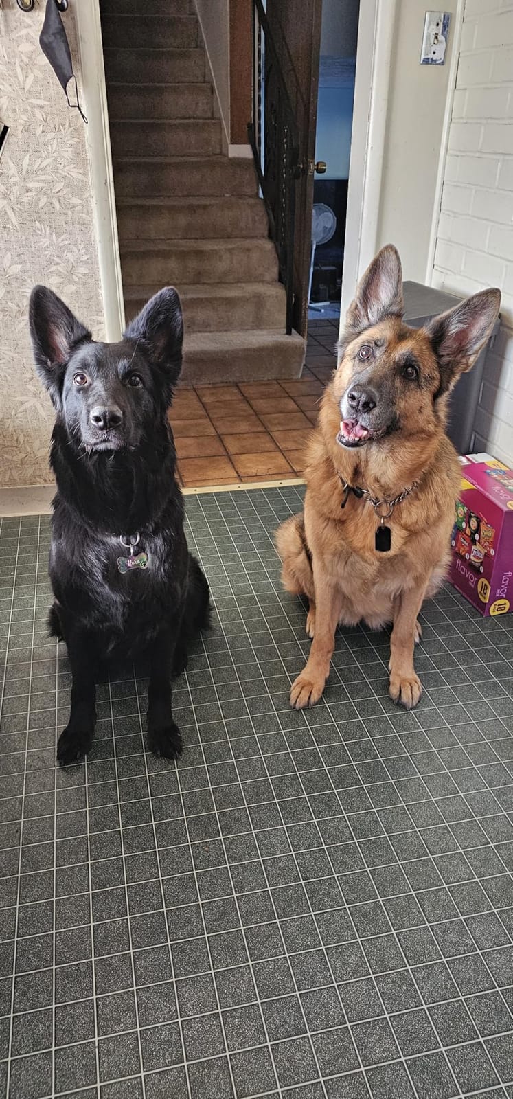 Mini Breed Adult Grain Free Pumpkin Chicken & Pomegranate Dry Dog Food by Farmina customer photo 2