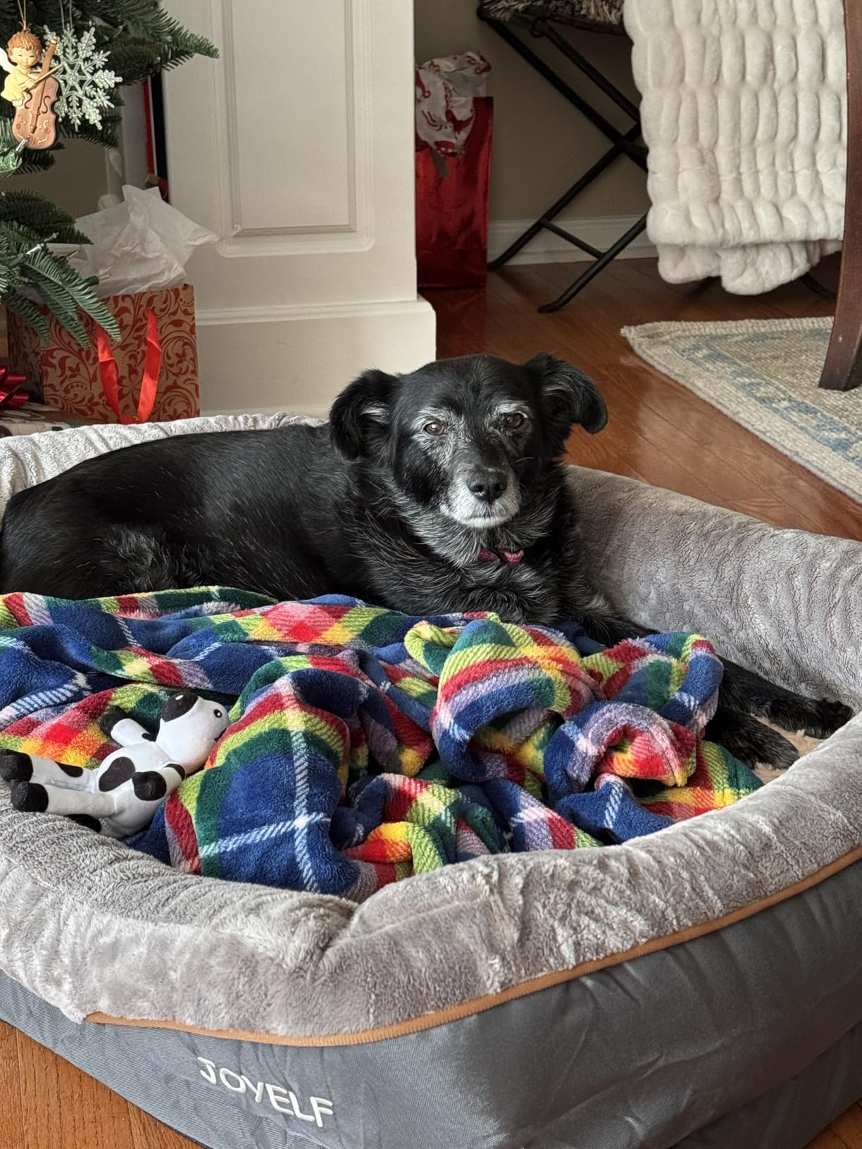 JOYELF Memory Foam Dog Bed Small Orthopedic Dog Bed & Sofa with Removable Washable Cover and Squeaker Toy as Gift customer photo 1