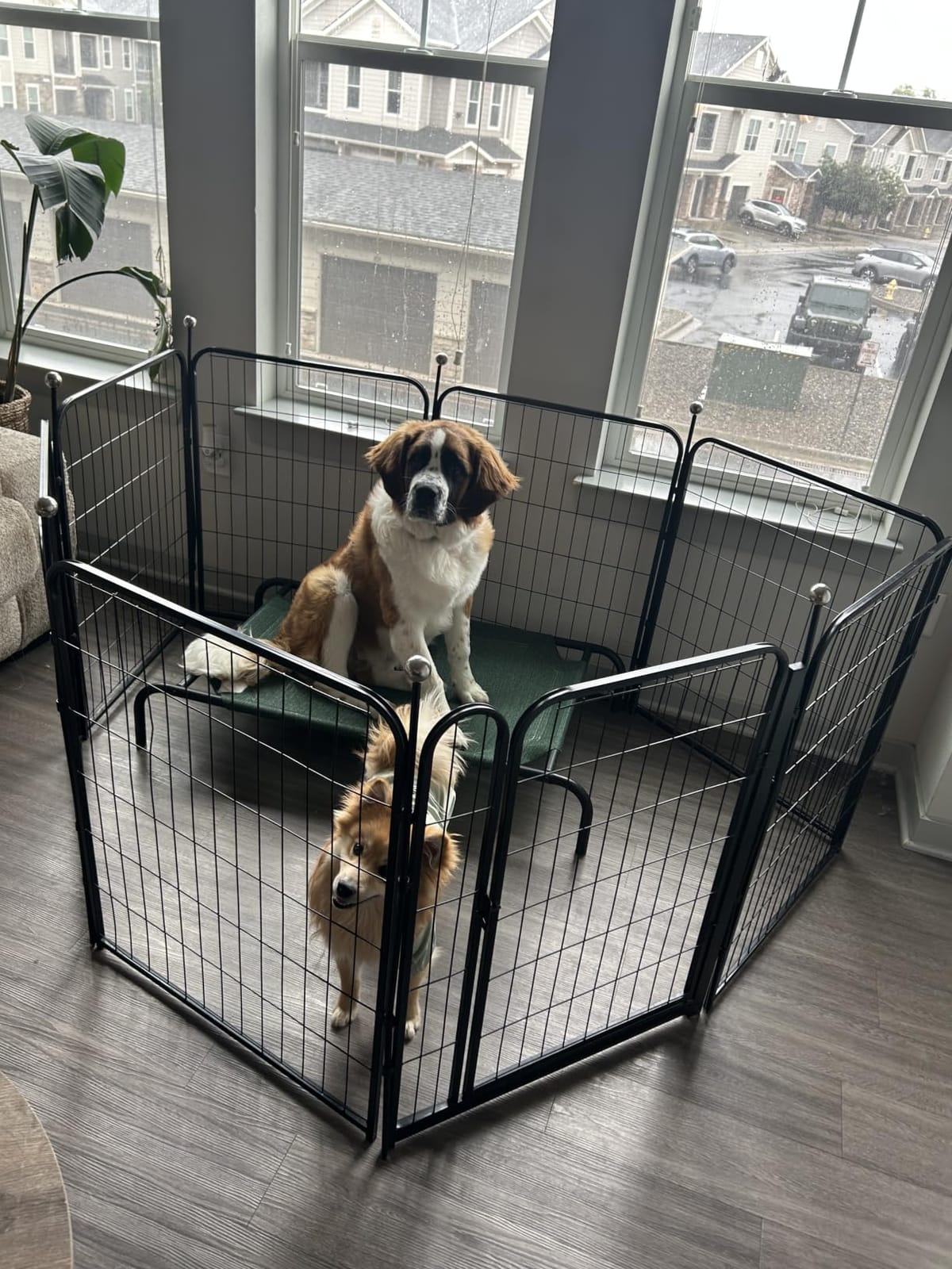 Amazon Basics Foldable Octagonal Metal Exercise Dog Playpen, Indoor/Outdoor Pet Fence, No Door, 8 Panels, Extra Small, 24 x 24 Inches, Black customer photo 2