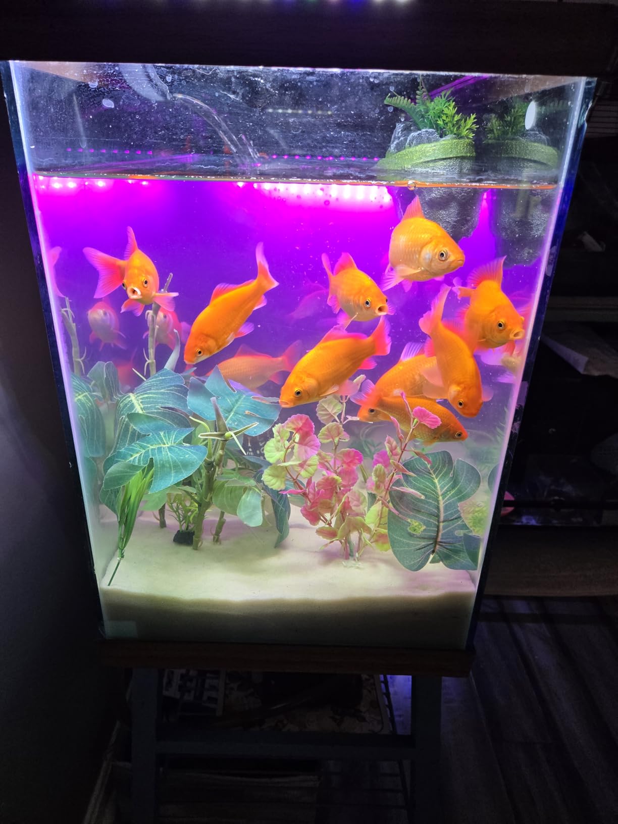 Aqueon QuietFlow Canister Aquarium Filter, Up to 55 Gallons (ECOM) customer photo 1
