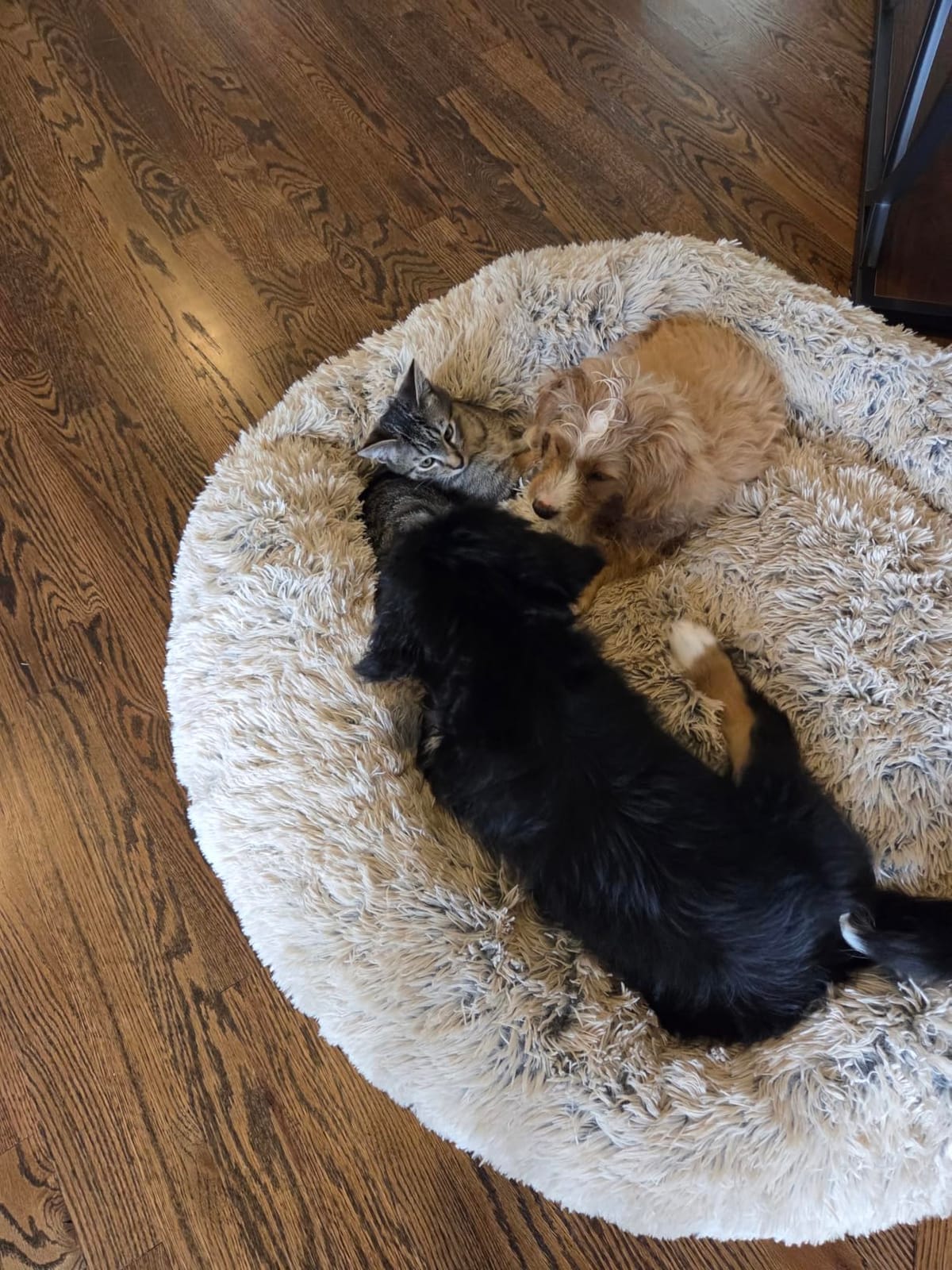 Best Friends by Sheri Original Calming Donut Dog Bed, Mink Dark Gray, 23