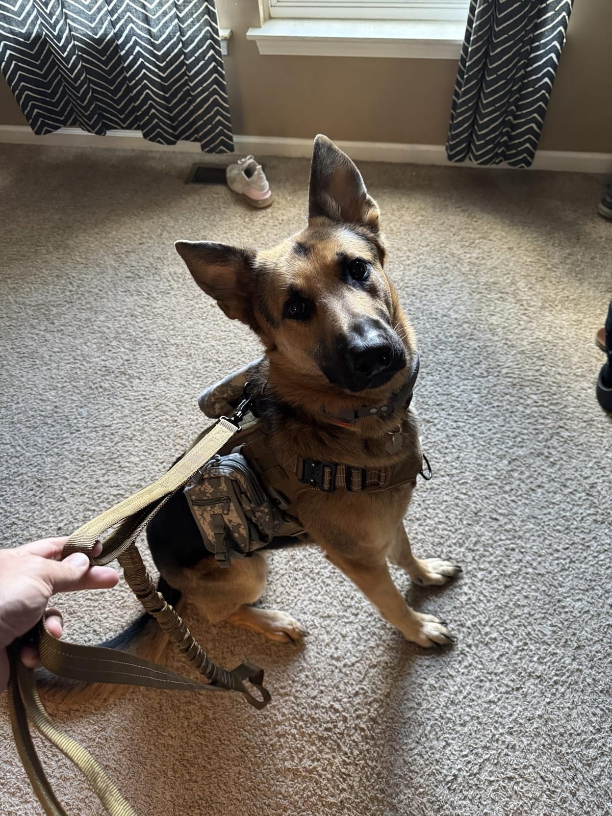 ICEFANG Tactical Dog Harness for Large Dogs,Reflective No Pull Dog Vest customer photo 1