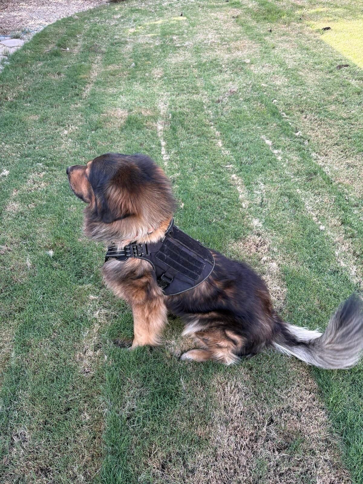 ICEFANG Tactical Dog Harness for Large Dogs,Reflective No Pull Dog Vest customer photo 2