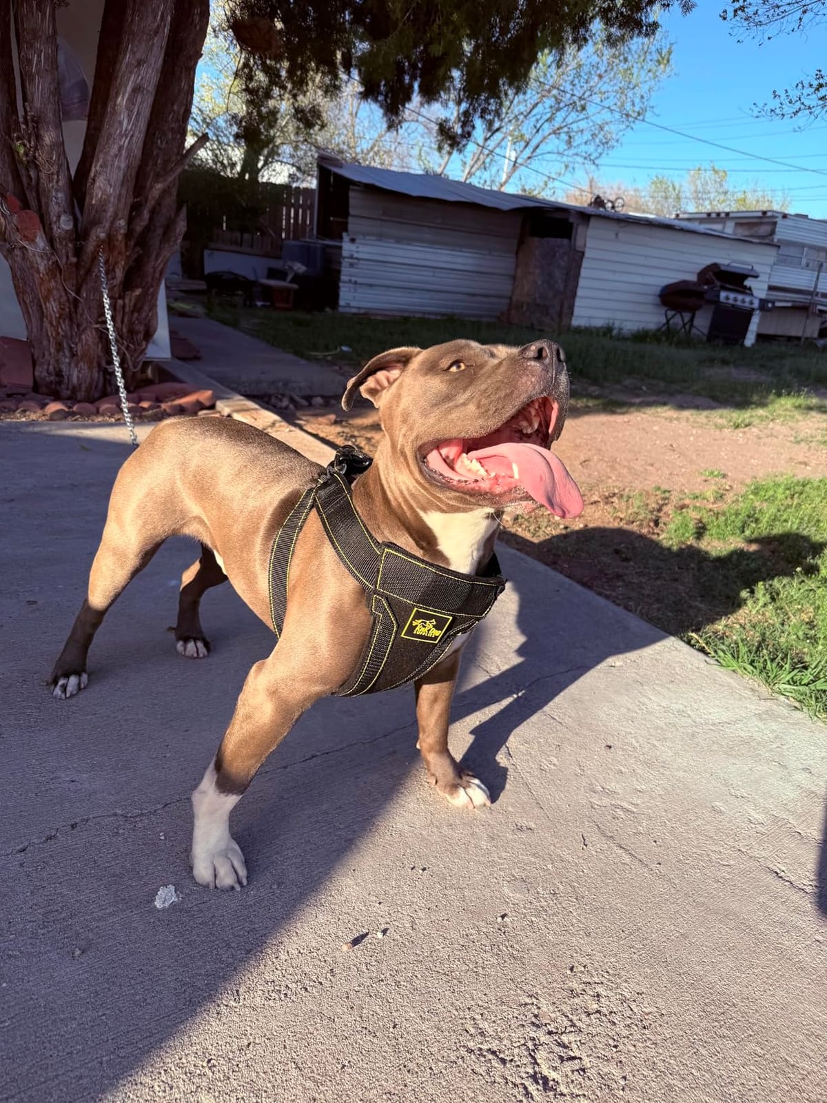 KNK Heavy Duty Tactical Dog Harness for Pitbull, Large & XL Breeds customer photo 1