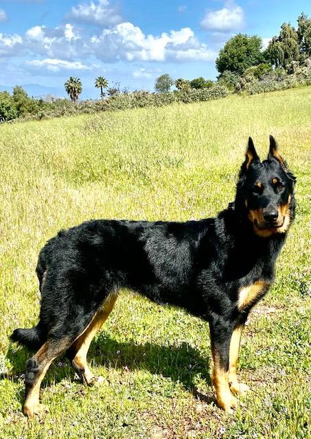 Ketona Chicken Recipe Adult Dry Dog Food, Natural, Low Carb (only 5%), High Protein (46%), Grain-Free, The Nutrition of a Raw Diet with The Cost and Convenience of a Kibble; 4.2lb customer photo 1