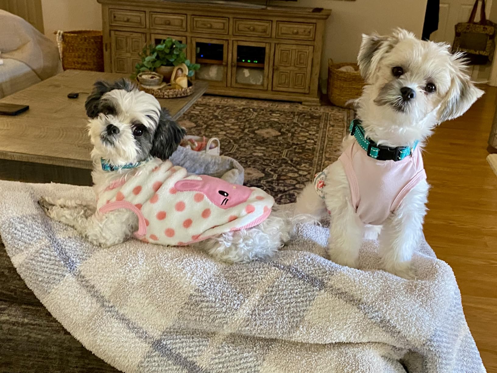 Bil-Jac Picky No More Small Breed Dry Dog Food for Picky Eaters | 6 lb customer photo 2