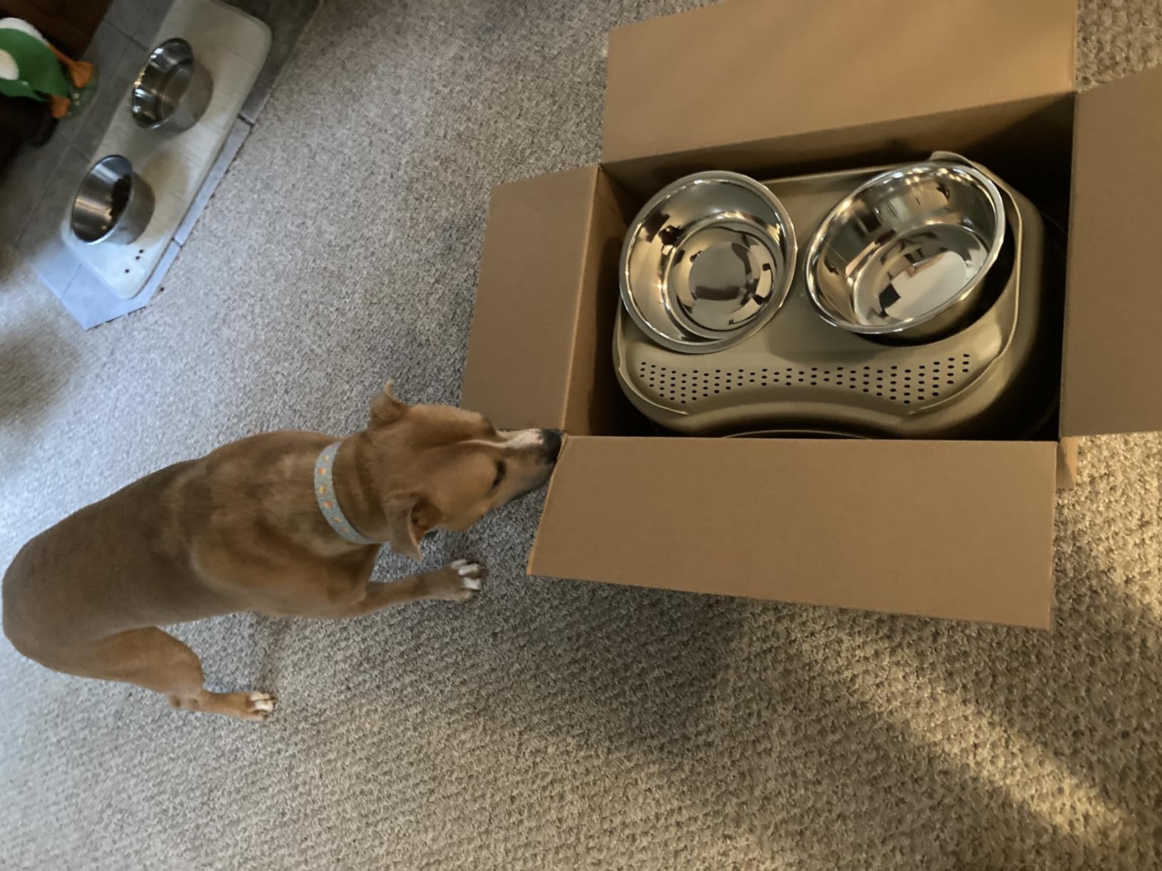 Neater Feeder Deluxe Mess-Proof Elevated Dog Bowls for Large Dogs (40+ lbs), 2 Height Adjustable (14.5” & 17.5”) No-Spill Raised Dog Bowl Stand, Stainless Steel Food Bowl Set, Made in USA, Black customer photo 2
