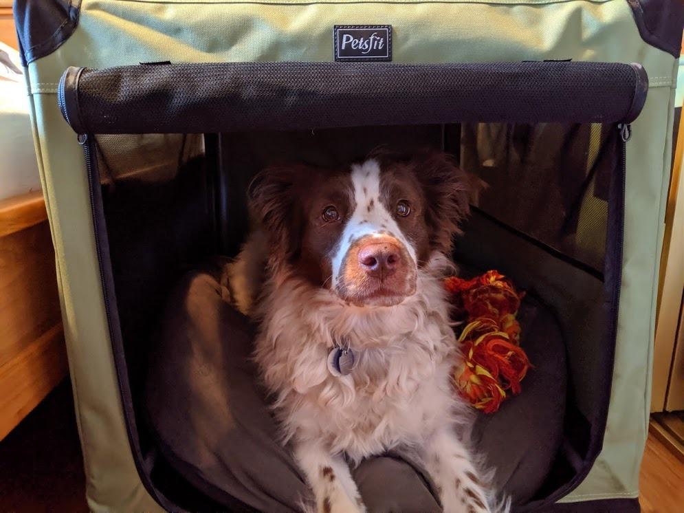PETSFIT 36