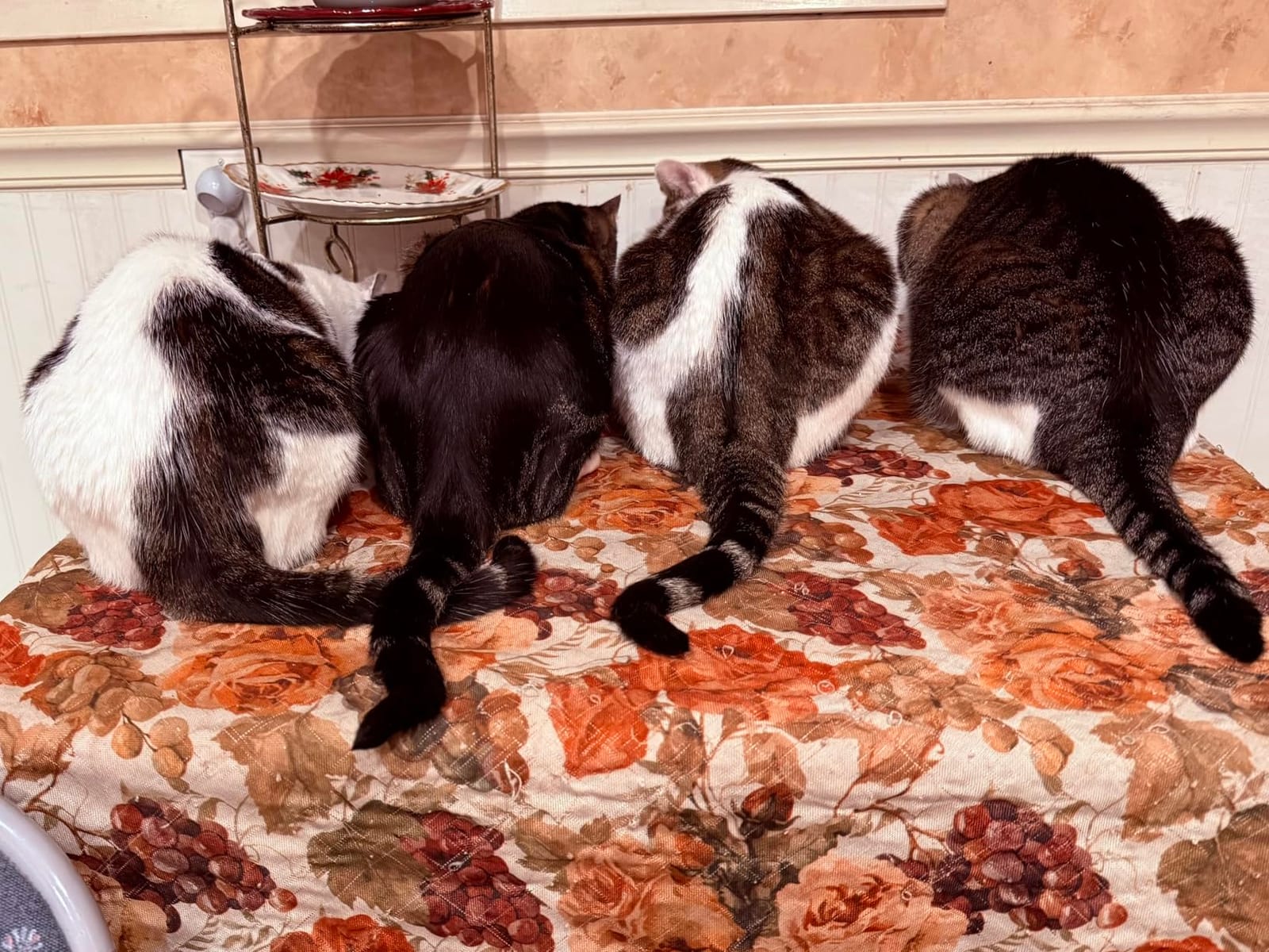 Solid Gold High Protein Alaskan Pollock Dry Cat Food, Cats & Kittens, 12LB customer photo 2