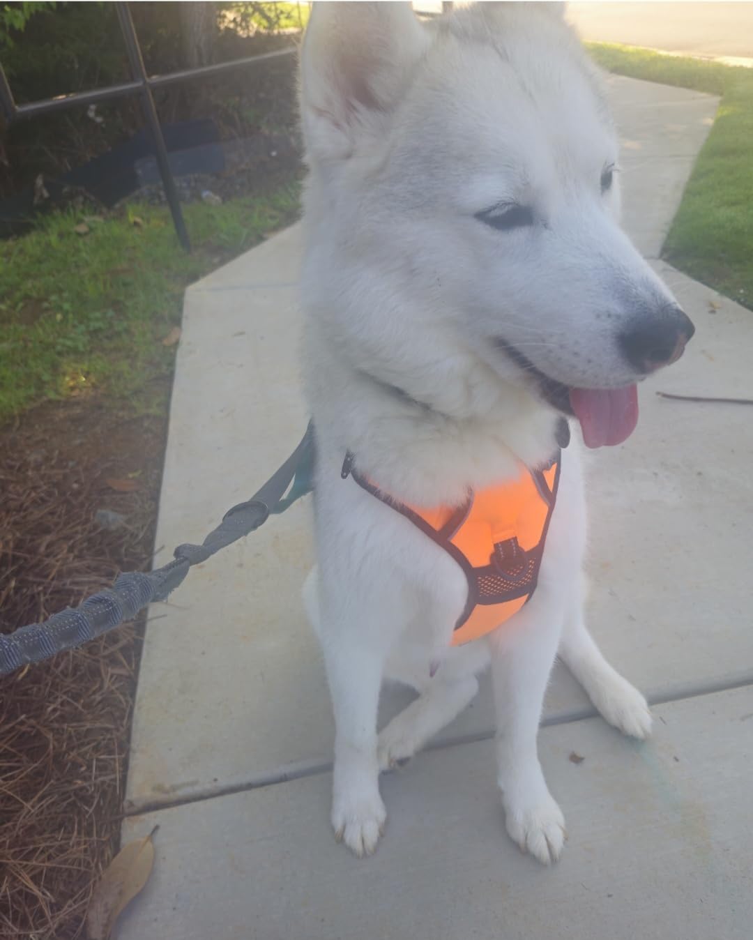 PHOEPET Reflective Dog Harness Large Breed Adjustable No Pull Vest customer photo 2