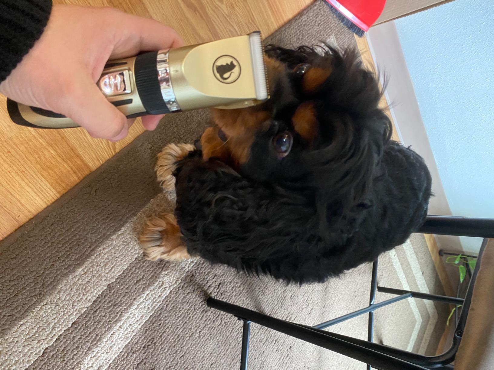 Ceenwes Dog Clippers Low Noise Pet Clippers Rechargeable Trimmer Cordless Grooming Tool Professional Dog Hair Trimmer with Comb Guides Scissors for Dogs Cats & Others(Gold) customer photo 1