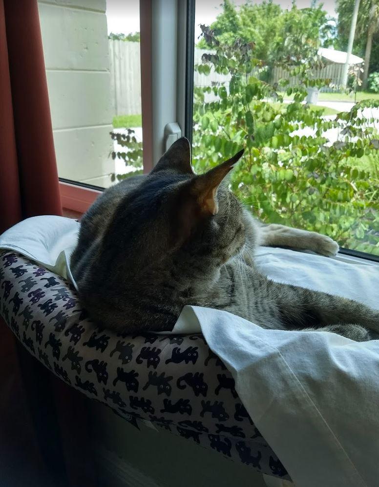 K&H Cat Window Perch, Deluxe Bolster Kitty Sill, 24x14in, Tan/Kitty Print customer photo 1