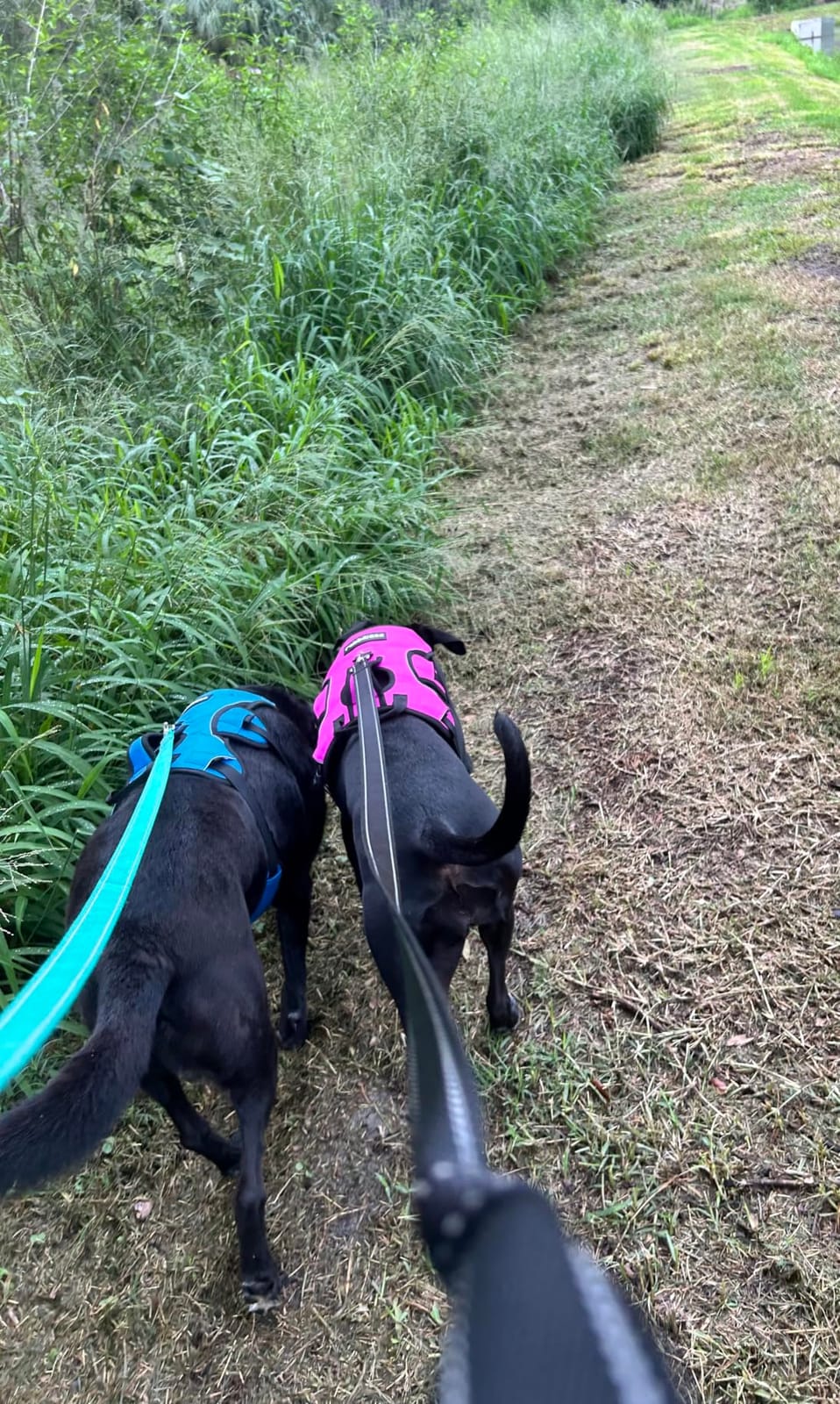 rabbitgoo Escape Proof Dog Harness for Large, No Pull with Lift Handle customer photo 2