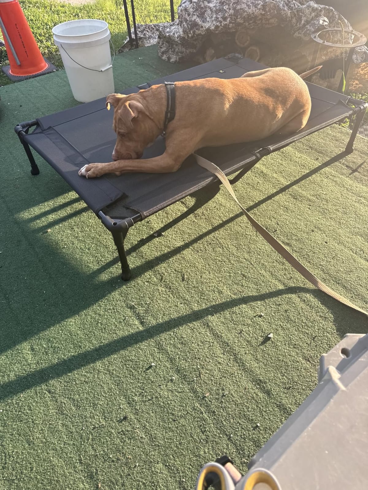 Veehoo Outdoor Elevated Dog Bed Large Sized Dogs, Cooling Raised Dog Cots customer photo 1