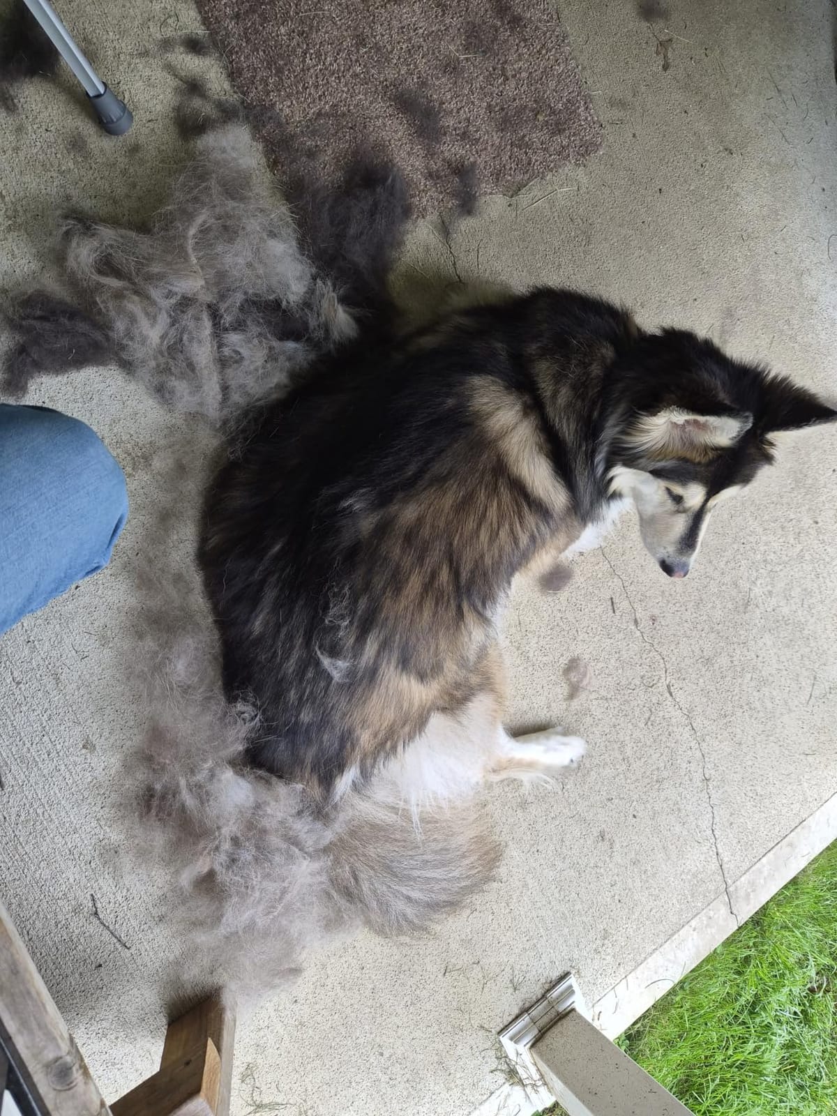 FURminator Large Dog Undercoat deShedding Tool for Long Hair customer photo 1