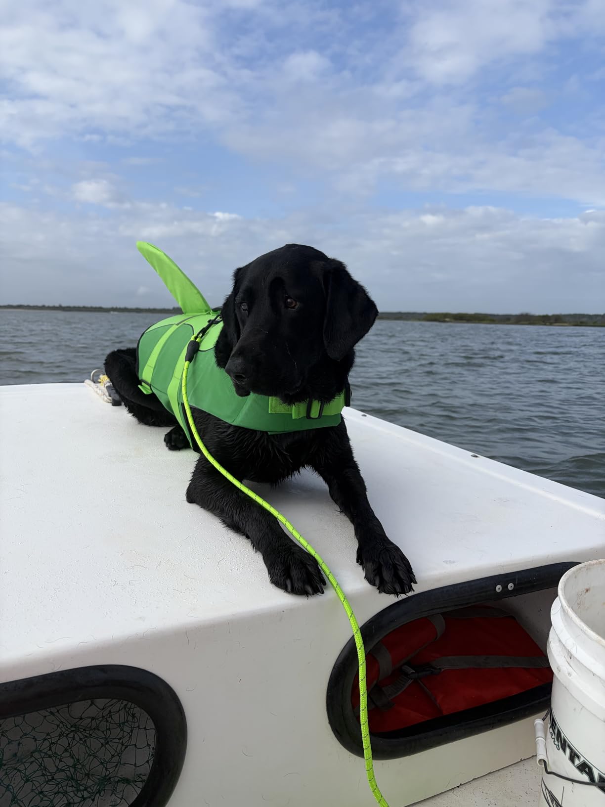 ASENKU Dog Life Jacket - Pet Safety Vest for Swimming & Boating, Shark Life Jacket with Floatation, Dog Lifesavers Swimsuits for Small Medium Large Dogs (Grey, M) customer photo 1