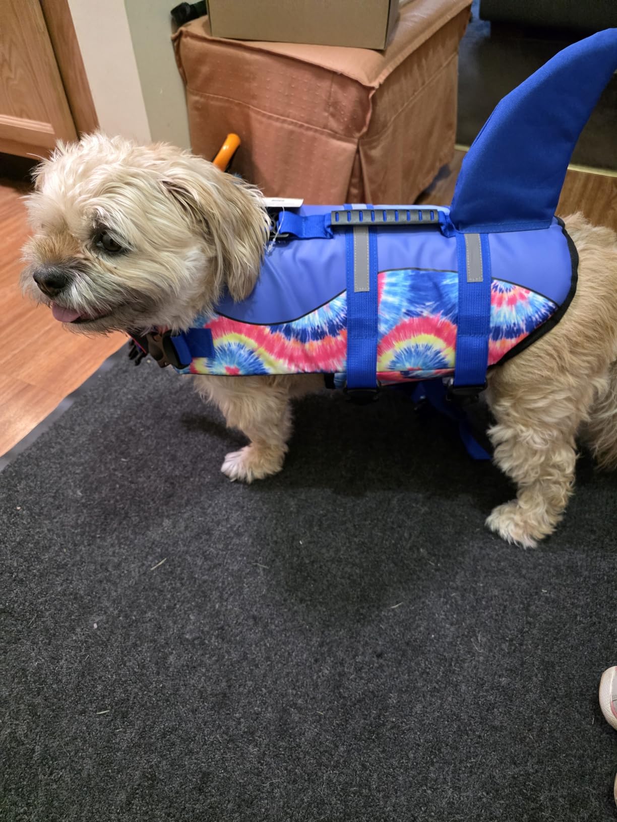 ASENKU Dog Life Jacket - Pet Safety Vest for Swimming & Boating, Shark Life Jacket with Floatation, Dog Lifesavers Swimsuits for Small Medium Large Dogs (Grey, M) customer photo 2